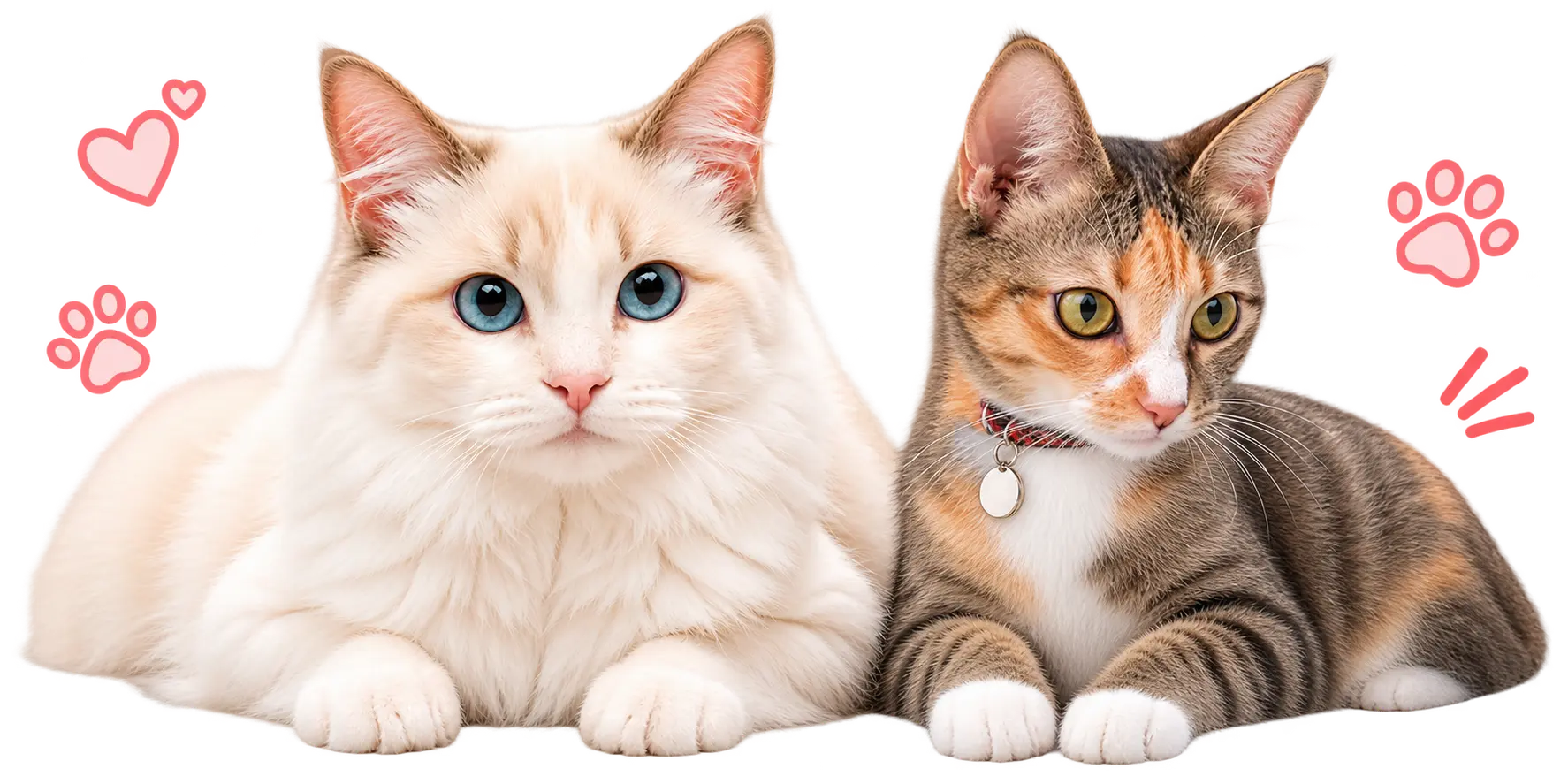 Lylo and Mingming relaxing together